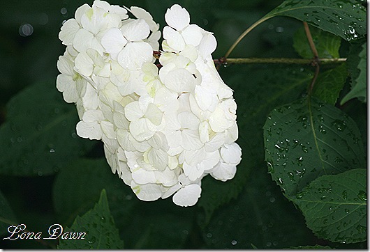 Hydrangea2_ForeverPinkDwf_June12