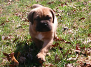 Bullmastiff Dog (bullmastiff puppy)