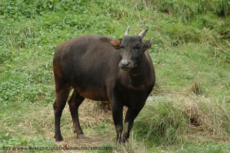  Hewan  langka yang ada di Indonesia  Flora dan Fauna