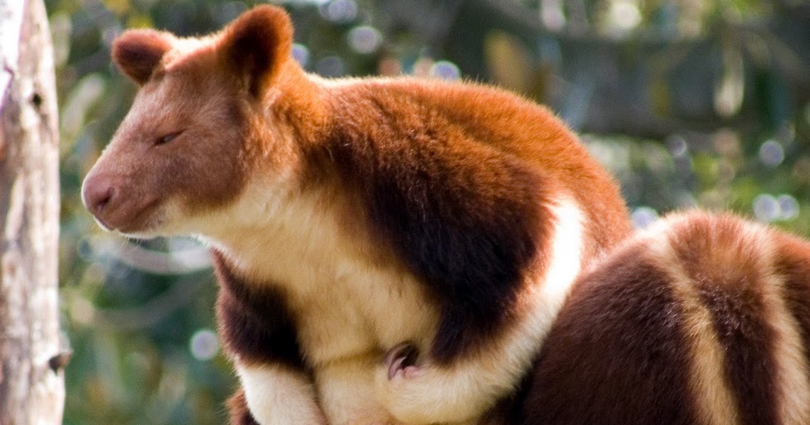  Kanguru  Pohon  Kanguru  Asli Indonesia Kebun Binatang  Online