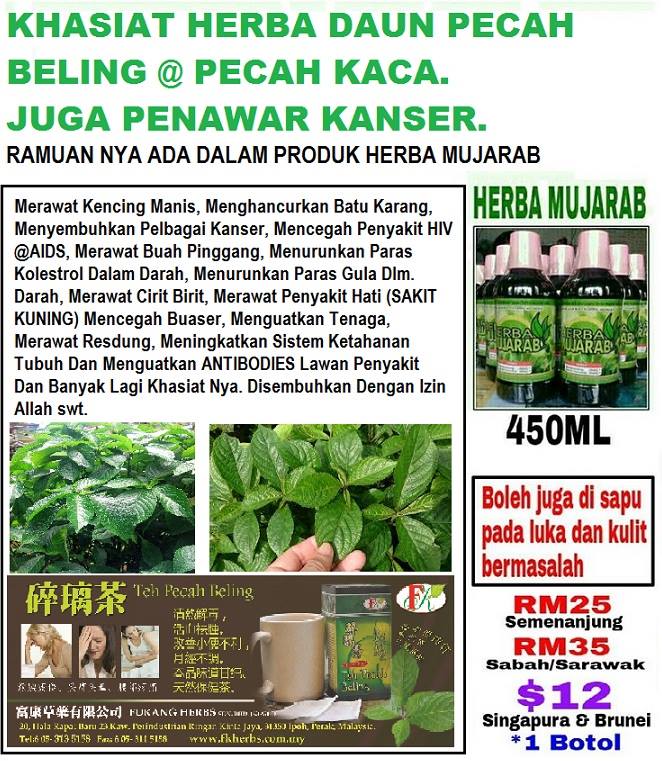 HERBA MUJARAB / EFFECTIVE HERBS: KHASIAT DAUN PECAH BELING 