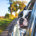 Fantastic Ideas For The Pet That Likes To Ride Around In Your Vehicle