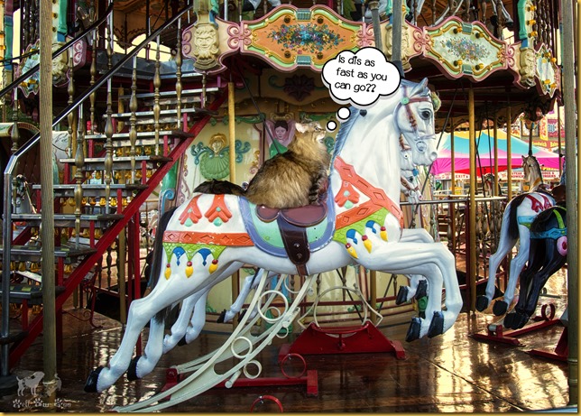 Matilda on carousel Memorial Day (©Bell Fur Zoo)