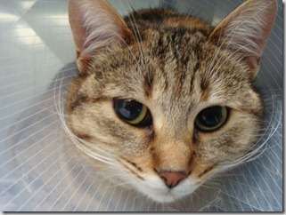 pancreatite felina