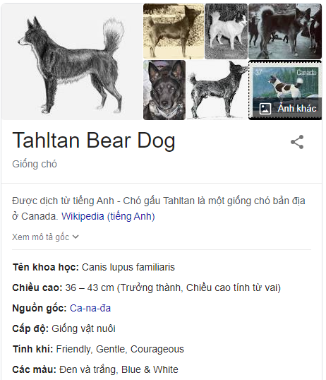 Chó gấu Tahltan