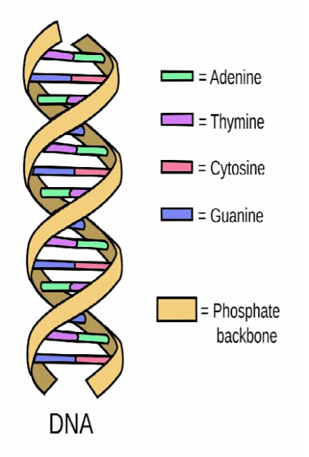  DNA KYA HAI, What is DNA or RNA? What are the 4 main differences DNA (Deoxyribonucleic acid) : RNA (Ribonucleic acid) :