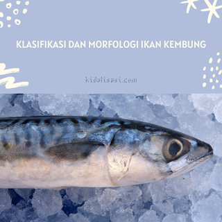 Klasifikasi Ikan Kembung dan Morfologi Ikan Kembung (Rastrelliger)