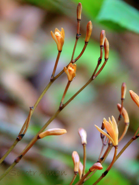 Lecanorchis suginoana