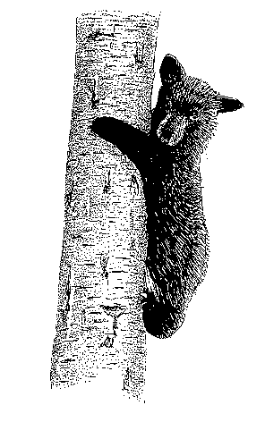 Bear on tree