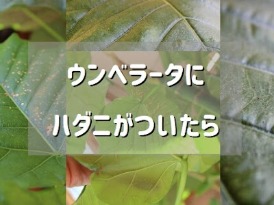 [10000印刷√] こ病 観葉 植物 葉 白い 粒 147688