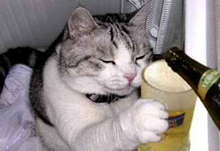 Drunk Cat, Funny Cat Drunk Cat