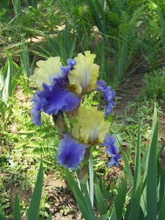 Blue lace flower Picture