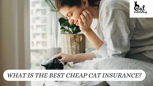 What is the Best Cheap Cat Insurance