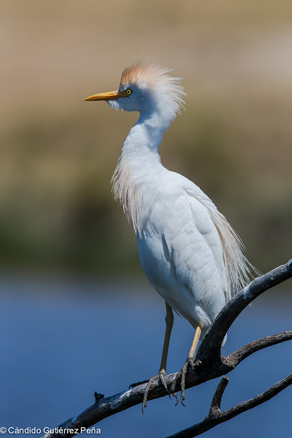 GARCILLA BUEYERA - Bubulcus ibis