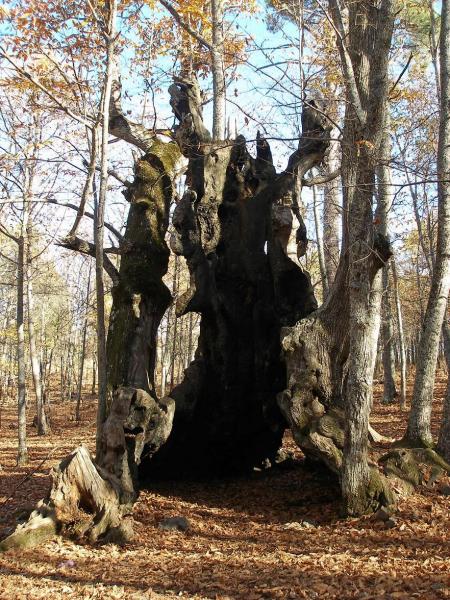 Castaño centenario.