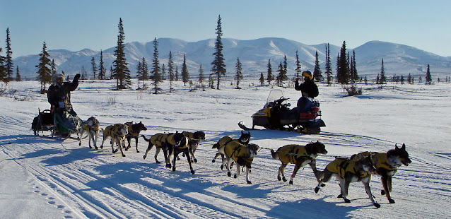 Sled Dogs