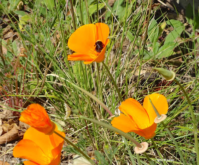 bumblebee in California poppy