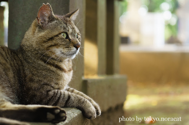 野良猫写真