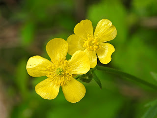 Japanese Buttercup by the Xiang River