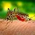 CHACO: CONFIRMAN 623 CASOS POSITIVOS DE DENGUE Y 23 DE CHIKUNGUNYA