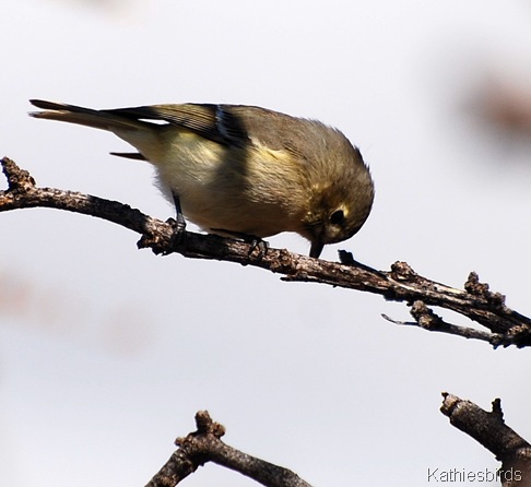 29. cleaning beak-kab