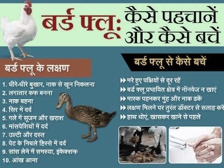 What is avian flu  Bird Flu Virus, Another Name, Symptoms and Identification, Causes and Risk Factors, Bird Flu Prevention