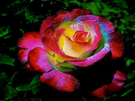 Best Rainbow Flower HD Wallpaper Free