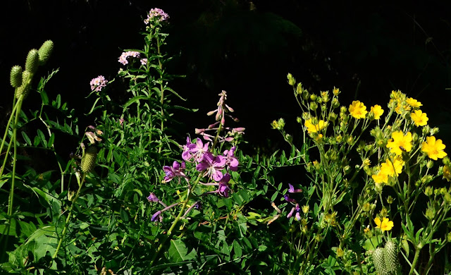 Potentilla gracilis,  Slender Cinquefoil, https://urbanehillbillycanada.blogspot.com/