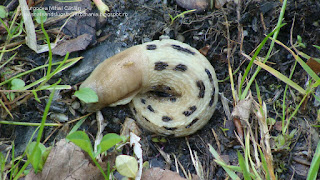 Limax (Limax) cinereoniger DSC83919