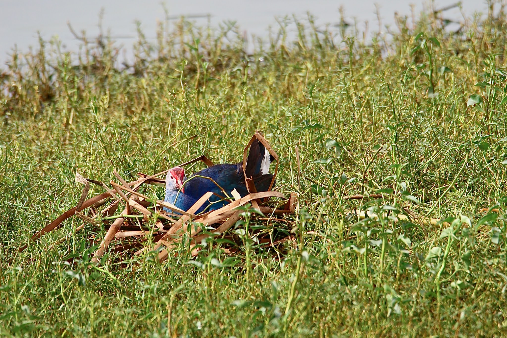 Grey-headed Swamphen bird images free high resolution