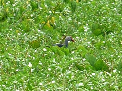 Purple Swamphen (Porphyrio porphyrio)