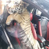 Detienen a sujeto que transportaba un tigre de bengala en calles de Neza