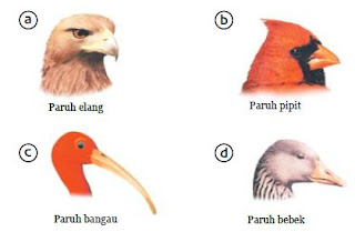  Bentuk  Paruh dan Bentuk  Kaki Burung atau Unggas Beserta 