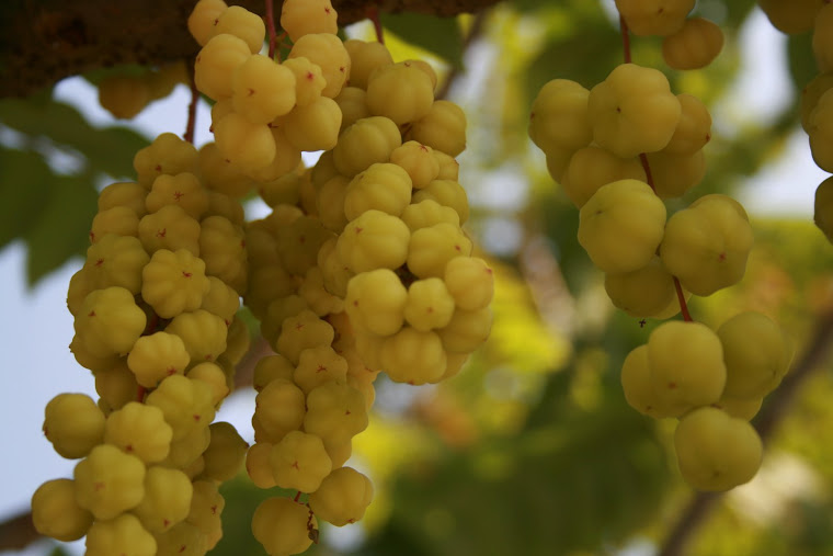 "ciremai" fruit