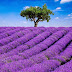 The most beautiful flower plantations and parks of the world