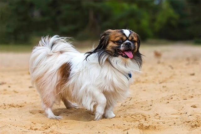 Tibetan Spaniel Dog