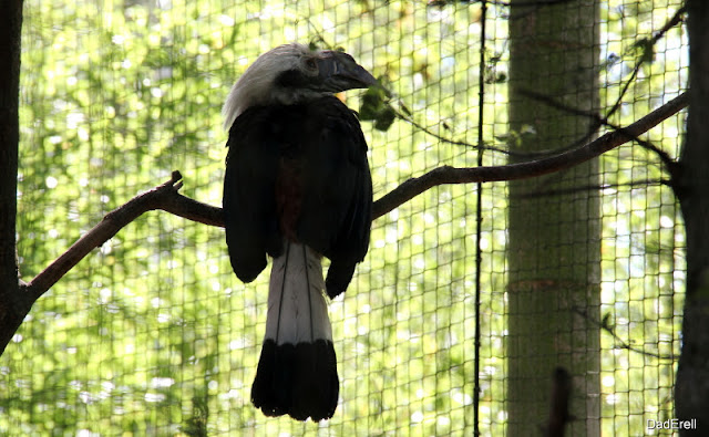 Calao tarictic, parc des oiseaux de Villars-les-Dombes