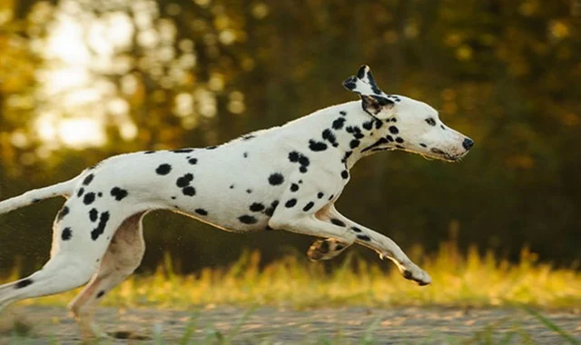 أصبح كلب الدلماسيون سلالة معروفة حقًا بفضل 101 كلب مرقش. هذه الكلاب المتقطعة هي كلاب تدريب رائعة