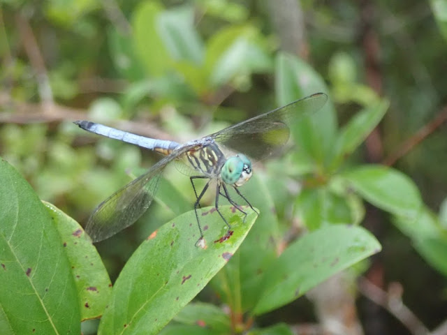 Pachydiplax longipennis