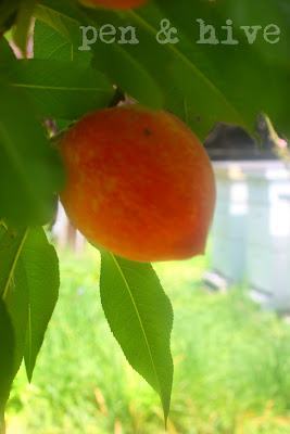 peach tree