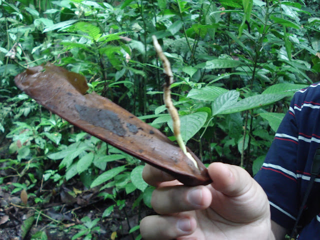 Semilla de una Gyranthera caribensis