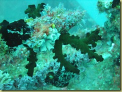 Soft Corals 4