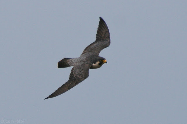 Peregrine Falcon upperside