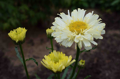 Leucanthemum x superbum 'Real Dream'