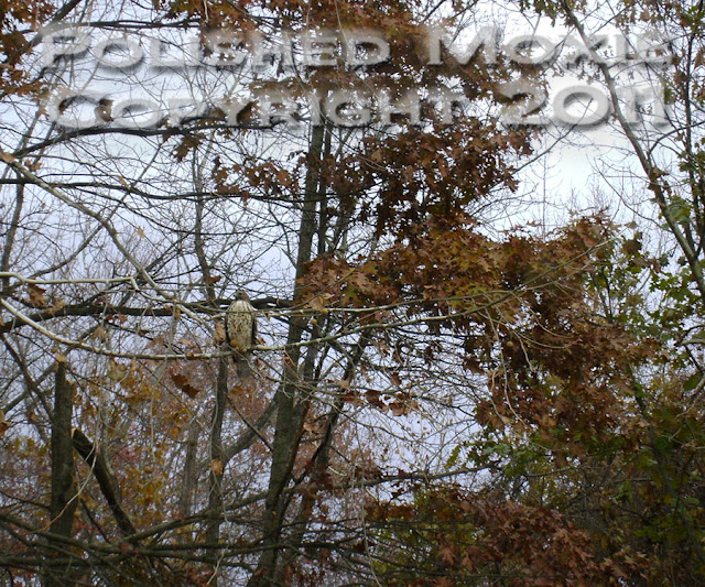 Picture of a hawk sitting on a tree branch looking right.