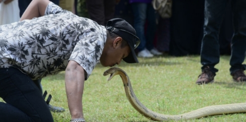 Sok-sokan Atraksi, Bibir Pawang Ular Amatir Dipatuk Kobra