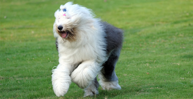 Old English Sheepdog