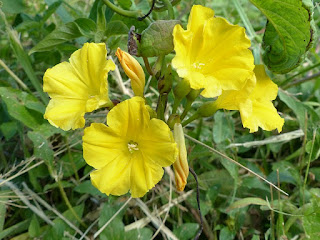 Merremia jaune - Merremia umbellata