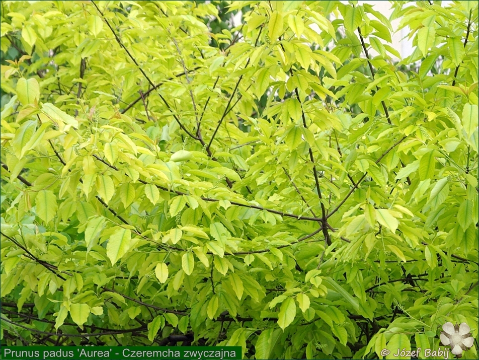 Prunus padus 'Aurea' - Czeremcha zwyczajna liście