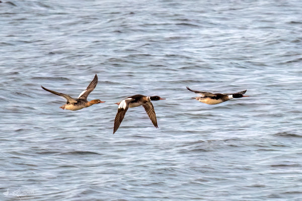 Red-breasted merganser